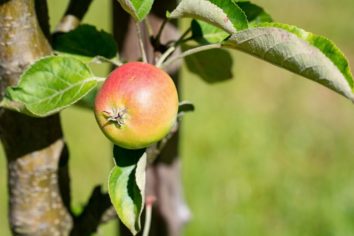 apple tangentbord